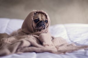 Blog . Feeling Ruff Dog
