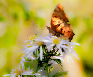 Aftercare . Aftercare butterfly 