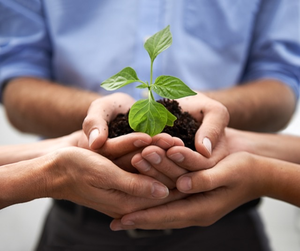 Aftercare . Growth plant autumn