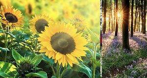 Blog21. Sunshine
