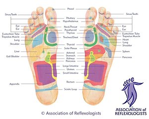 Reflexology. Foot map 