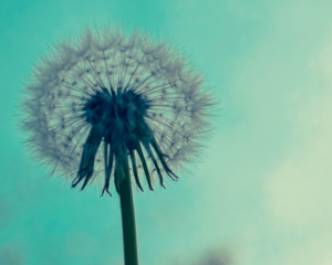 Blog . Dandelion